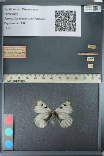 Media type: image;   Entomology 175497